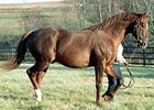 Nineteen-year-old Lycius has sired the career earners of $17 million.