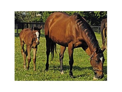 Aurora with her 2005 Empire Maker filly, future grade I winner Acoma.