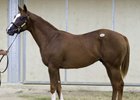 Purge/Ballagren Colt