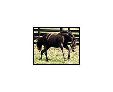 Wild Again romps in his paddock at Three Chimneys Farm.