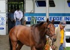 Mine That Bird arriving at Belmont Park.
