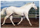 White Thoroughbred Sire Moved to Lexington White Thoroughbred Sire Moved to Lexington