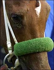 Point Given Retired After Injury; Stud Plans Undecided Point Given Retired After Injury; Stud Plans Undecided