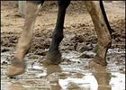 Racing Officials, Trainers Prepare for Wet Breeders' Cup Racing Officials, Trainers Prepare for Wet Breeders' Cup
