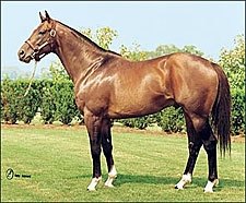 Maryland Stallion Eastern Echo Dead Maryland Stallion Eastern Echo Dead