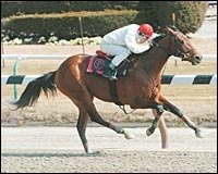 Redskin Warrior in Sharp Breeze for Gotham; Prado on Eddington Redskin Warrior in Sharp Breeze for Gotham; Prado on Eddington