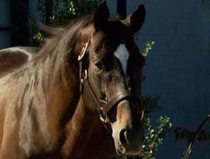 Silver Hawk Euthanized Silver Hawk Euthanized