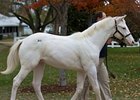 Top-priced weanling; Arctic Bright; white colt, Painting Freedom - Mesa Queen by Reign Road.