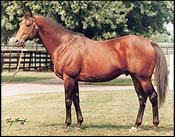 Leading Maryland Sire Polish Numbers Euthanized Leading Maryland Sire Polish Numbers Euthanized