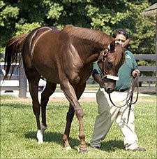 Smarty Jones Gets First Mare in Foal Smarty Jones Gets First Mare in Foal