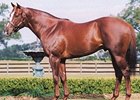 Werblin Sires First Winner Werblin Sires First Winner