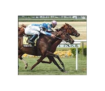 Bit of Whimsy, inside, and Rutherienne finish in a dead heat in the Sands Point Stakes, Saturday at Belmont Park.<br><a target="blank" href="http://www.bloodhorse.com/horse-racing/photo-store?ref=http%3A%2F%2Fpictopia.com%2Fperl%2Fgal%3Fprovider_id%3D368%26ptp_photo_id%3D1327365%26ref%3Dstory">Order This Photo</a>