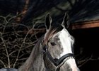 First Mare Bred to Zensational in Foal First Mare Bred to Zensational in Foal