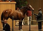 Society Selection, hip 43, at the Keeneland November sale.