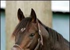 After Market Scratched From Breeders' Cup Mile After Market Scratched From Breeders' Cup Mile