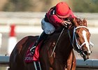 Calgary Cat wins the Jaques Cartier Stakes.