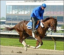 Smarty Strong in First Solo Gallop Smarty Strong in First Solo Gallop