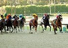 The renovated Cushion Track at Santa Anita Park.