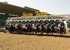 Santa Anita Delays Surface Decision Santa Anita Delays Surface Decision