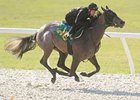 An Exchange Rate filly was the fastest worker at an eighth of a mile, going :9 4/5, March 10 at the OBS under tack show.