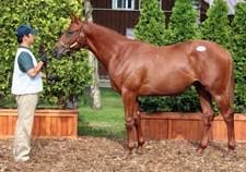 French Deputy Colt Sets Japanese Yearling Sale Record French Deputy Colt Sets Japanese Yearling Sale Record