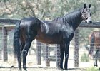 California Sire Bertrando Pensioned California Sire Bertrando Pensioned