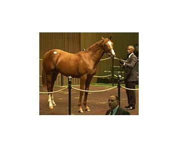 Agent Demi O'Byrne paid a September sale record of $6.8 million for a Storm Cat colt, a half-brother to champion Storm Song.