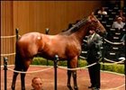 Sale Topper Day 4; colt, El Prado - Favorite Funtime by Seeking the Gold.