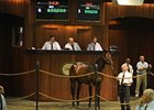 Hip #342, colt, War Front - Henna, by Horse Chestnut, brought $800,000 to top the Ocala Breeders' Sales Co. March select sale of 2-year-olds in training.