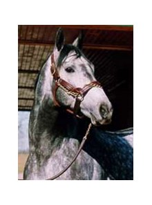 Skip Away, elected to Racing Hall of Fame.