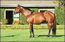 Leading 2nd Crop Sire 2004: Victory Gallop Leading 2nd Crop Sire 2004: Victory Gallop