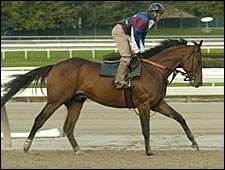 Saint Liam Has Last Workout for Breeders' Cup Classic Saint Liam Has Last Workout for Breeders' Cup Classic