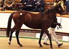 Two Mares Share Top Price at Tattersalls Two Mares Share Top Price at Tattersalls