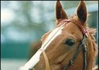 Champion mare Pebbles died in Japan.