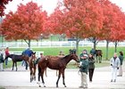 Keeneland November Sale.