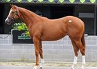 Keeneland Session Two: More Hot Prospects Keeneland Session Two: More Hot Prospects