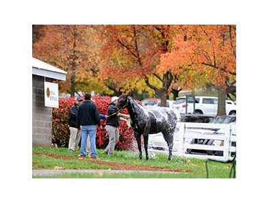 Keeneland November Sale
