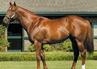 First Winner for Speightstown First Winner for Speightstown