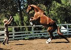 Inside Track: World's Smartest Horse Inside Track: World's Smartest Horse