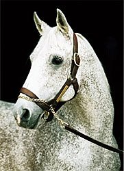 Spectacular Bid: How Good a Stallion? Spectacular Bid: How Good a Stallion?