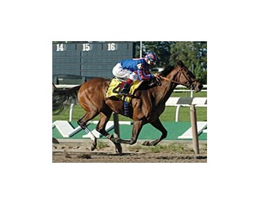 Sense of Style remains unbeaten with Matron win.