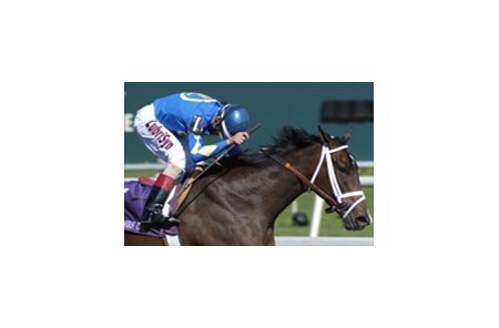 Ashado figures to be the one to beat in Saturday's Ogden Phipps.