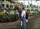 No Decision Yet on Where Point Given Will Stand at Stud No Decision Yet on Where Point Given Will Stand at Stud