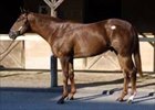 Mr. Greeley colt tops final day of Midlantic sale.