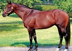 Strong Hope Colt Wins in England Strong Hope Colt Wins in England