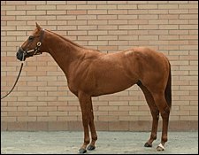 Red Bullet Colt Sells for $2.5 Million at Barretts Red Bullet Colt Sells for $2.5 Million at Barretts