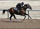 El Oficial, Barretts sale topper, during his pre-sale workout.