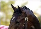 Coolmore Lands Fusaichi Pegasus Coolmore Lands Fusaichi Pegasus