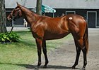 Hip 53, by Bernardini, out of grade I stakes winner Sugar Shake
