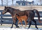 Antique Auction and her 2010 filly, one of the last foals sired by pensioned stallion Theatrical.
